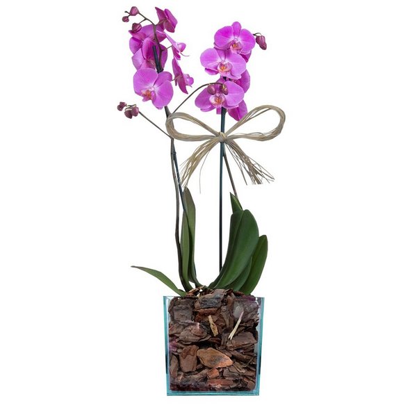 Orquídea Pink - perolaflores